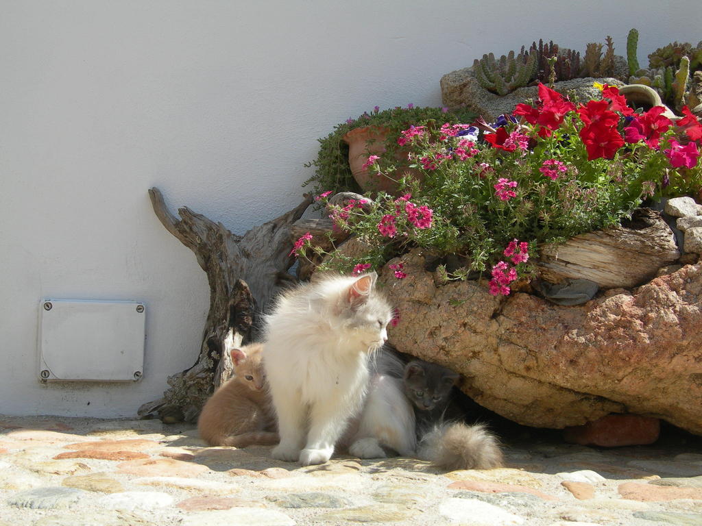 Agriturismo Guthiddai 奥列纳 外观 照片