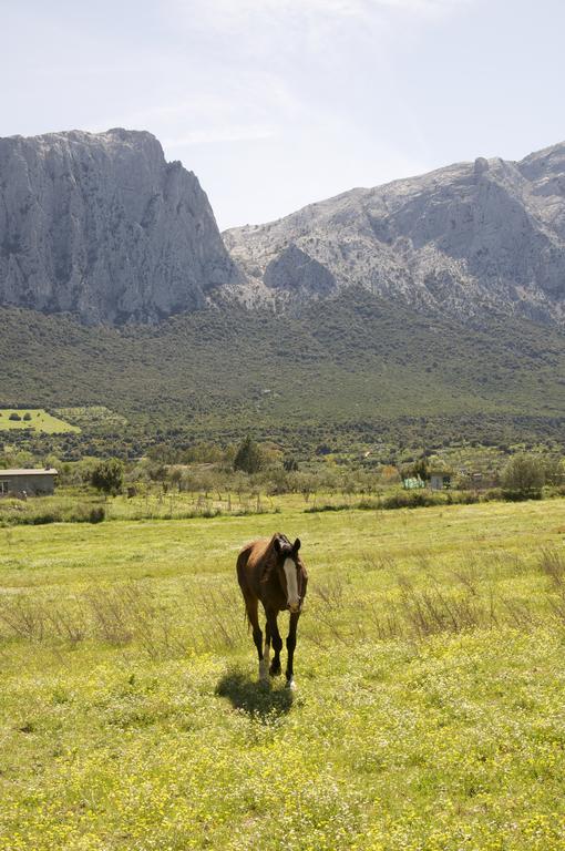 Agriturismo Guthiddai 奥列纳 外观 照片